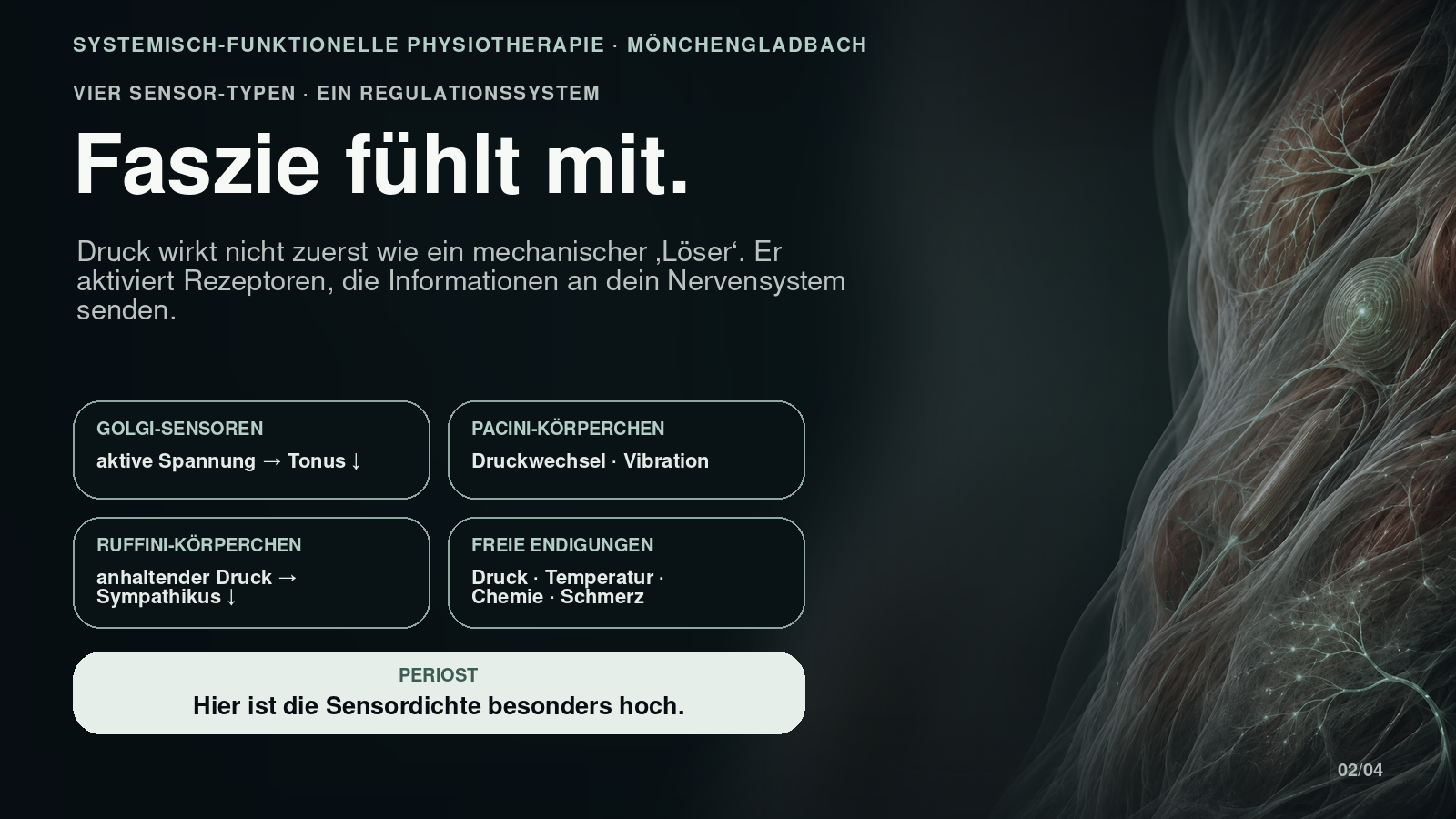 Vier Sensor-Typen im faszialen Gewebe: Golgi, Pacini, Ruffini und freie Nervenendigungen