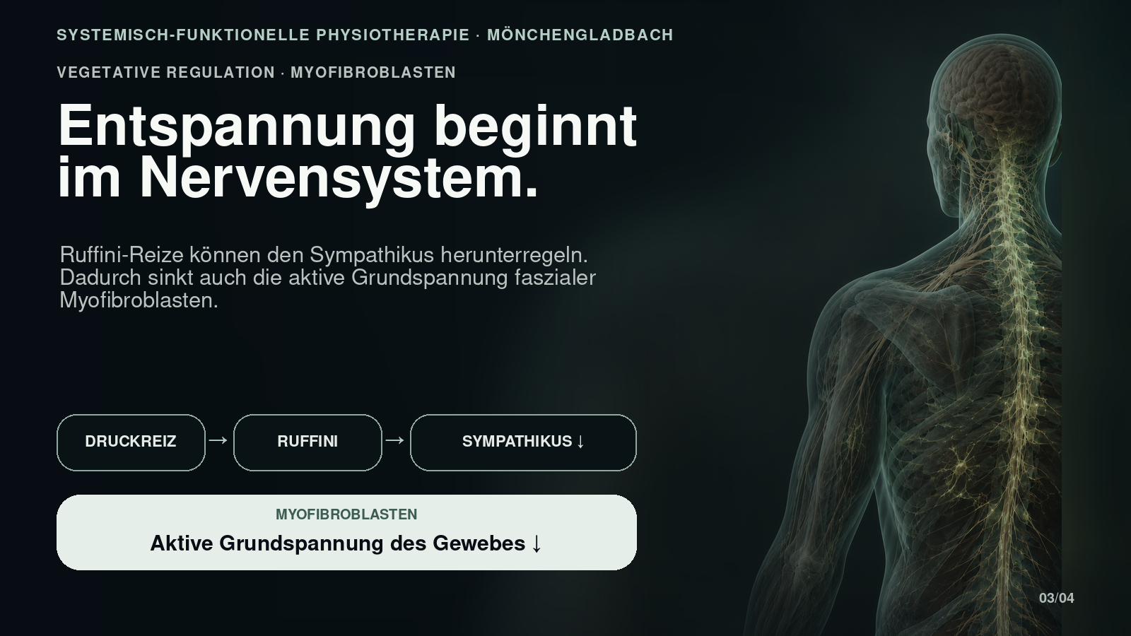 Wie Nervensystem und Myofibroblasten die Grundspannung der Faszie regulieren